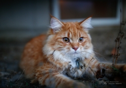 The Requisite Cat Picture (Canon 35L II)