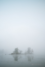 Foggy Morning Shots-3