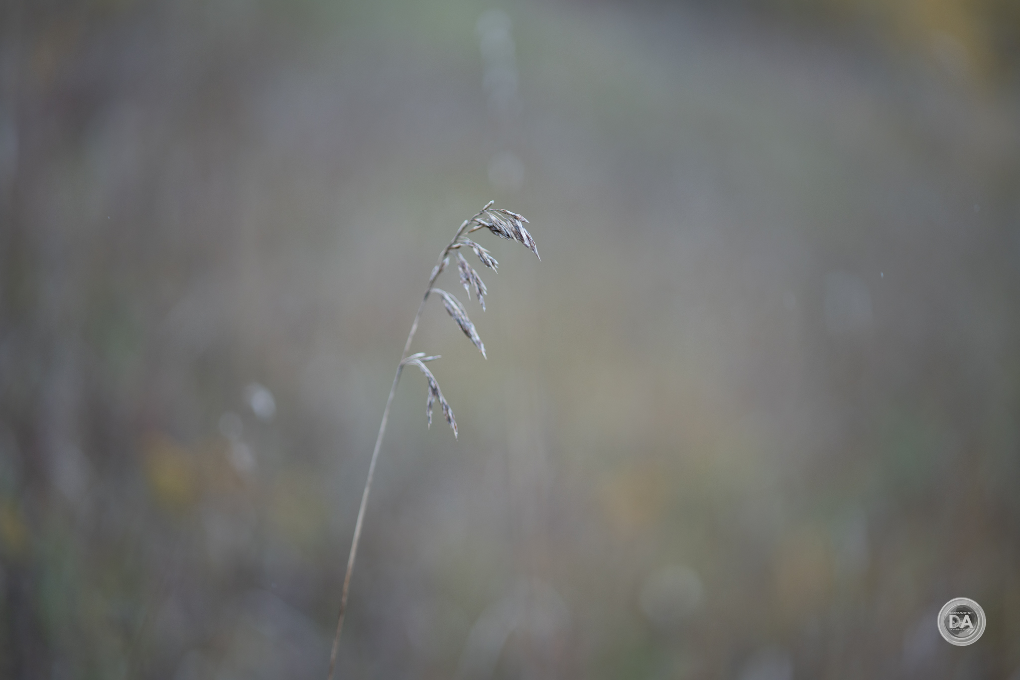 40-Dried-Grasses