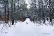 The Little Winter Wanderer