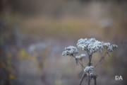 EOS-R5-Samples-22