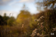 EOS-R5-Samples-23