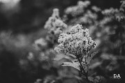 EOS-R5-Samples-32