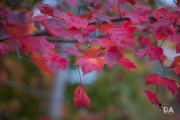 EOS-R5-Samples-33