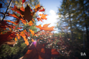 EOS-R5-Samples-59