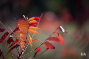 EOS-R5-Samples-63