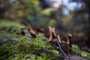 EOS-R5-Samples-68