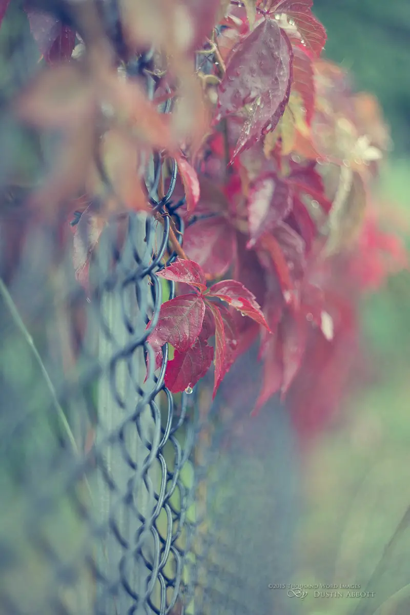 Fall's Fence Friday
