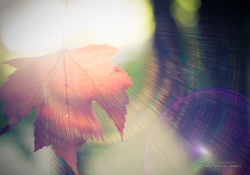 Autumn Flare
