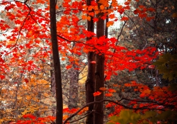 Spiral of Color