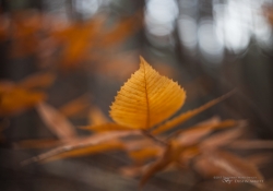 Helios Samples-16.jpg