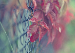 Fall's Fence Friday
