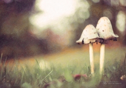 A Fungus Amongst Us