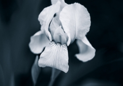 The Ghost Iris