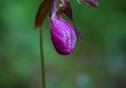 Helios Samples-39.jpg