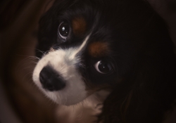Those Puppy Eyes