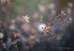 Draw for Me - Rokinon 50mm f/1.4