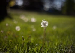 SMC Takumar Samples-6.jpg