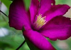 Clematis