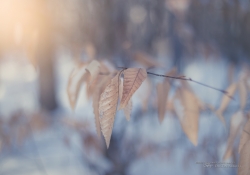 Zeiss Samples-3.jpg