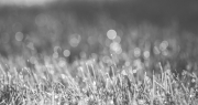 4K Mono Grass