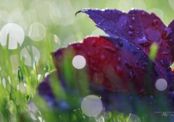 4K Leaf