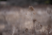 44-Gallery-6-of-15