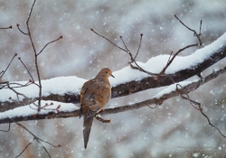 Lonesome Dove (Canon 80D)