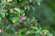 Batis-85mm-4
