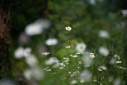 Samyang-AF-85mm-2
