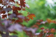 Sigma-85mm-ART-16