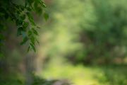 Sigma-85mm-ART-5