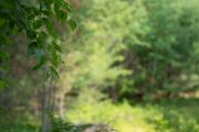 Sigma-85mm-ART-6