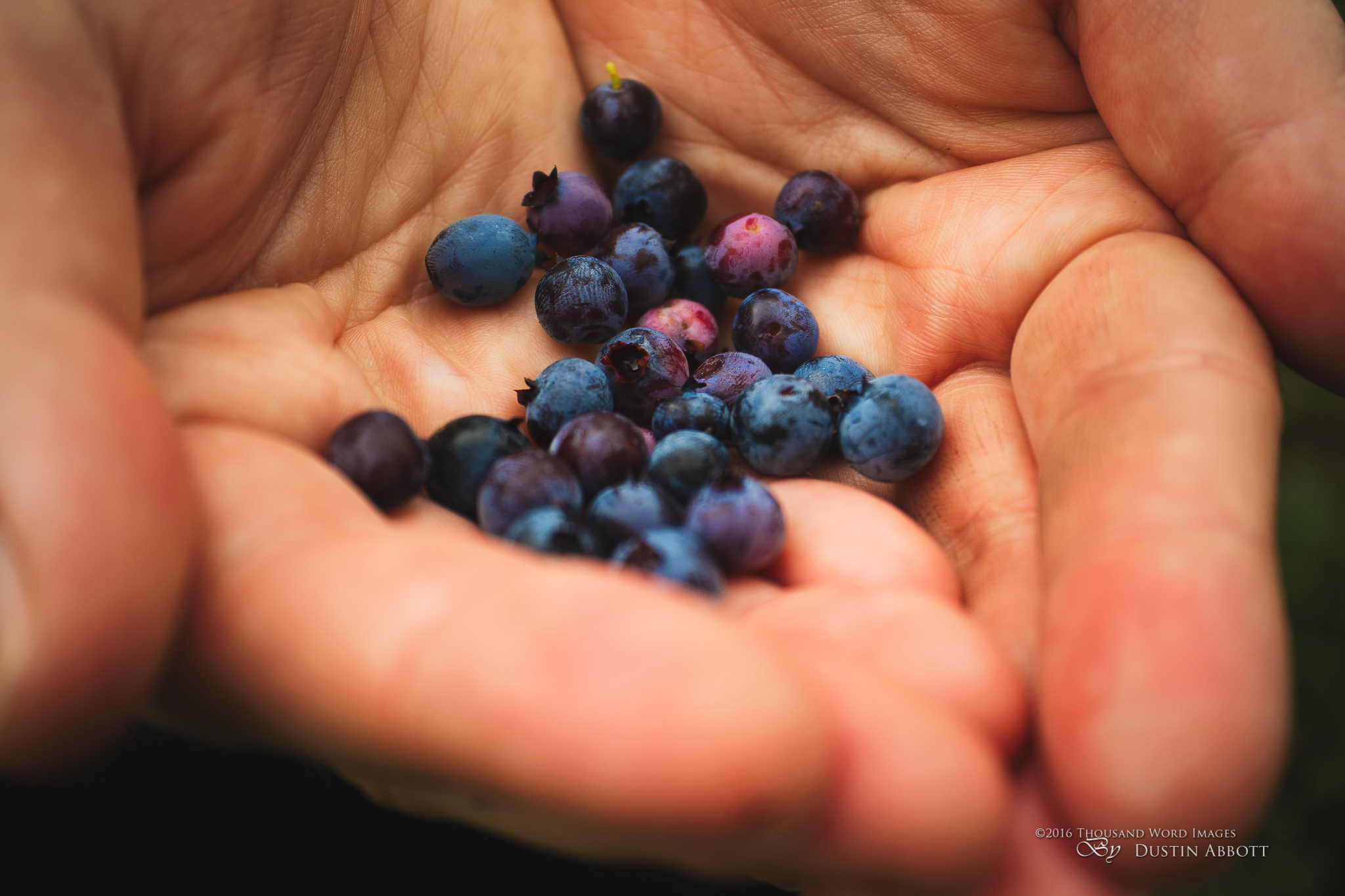 Mountain Blueberries