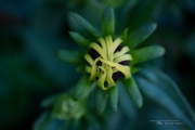 First EF-M 28mm Macro-10