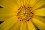 First EF-M 28mm Macro-11