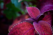 First EF-M 28mm Macro-2
