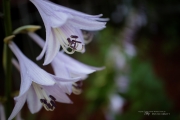 First EF-M 28mm Macro-3