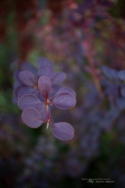 First EF-M 28mm Macro-4