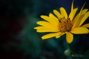 First EF-M 28mm Macro-5