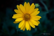 First EF-M 28mm Macro-6
