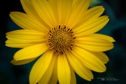 First EF-M 28mm Macro-7