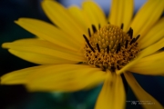 First EF-M 28mm Macro-8