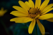 First EF-M 28mm Macro-9