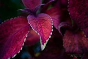 First EF-M 28mm Macro