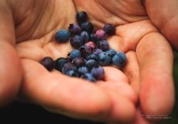 Mountain Blueberries