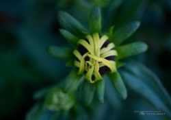First EF-M 28mm Macro-10