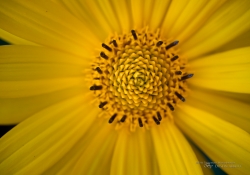 First EF-M 28mm Macro-11