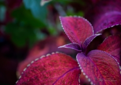 First EF-M 28mm Macro-2
