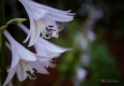 First EF-M 28mm Macro-3